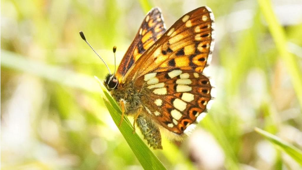Duke of Burgundy-ს სახეობის პეპელა ყვავილზე
