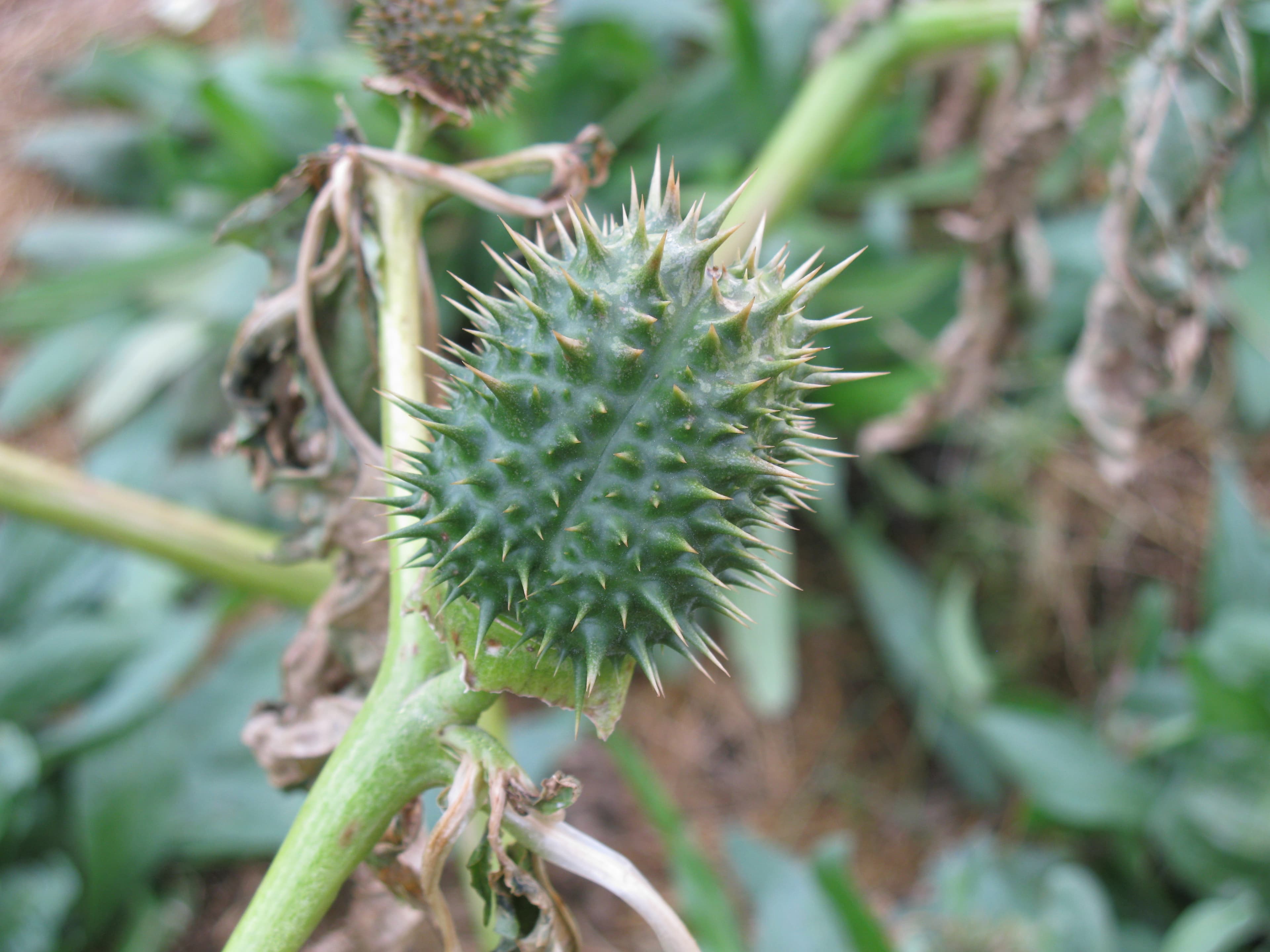 Datura-ს ყვავილი, რომელიც ცნობილია როგორც ეშმაკის საყვირი
